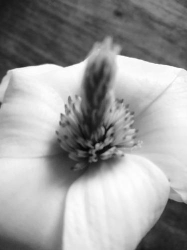 photoJ36