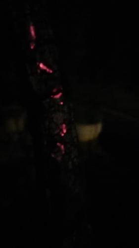Installation La Forêt